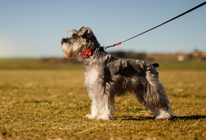 Mini schnauzer