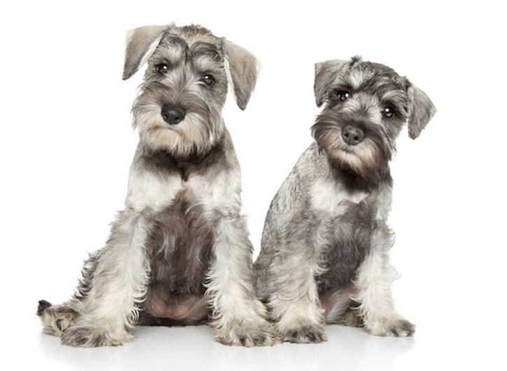 Mini schnauzer