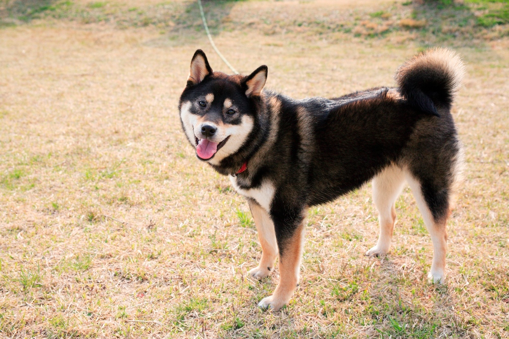 black shiba inu dog in grass