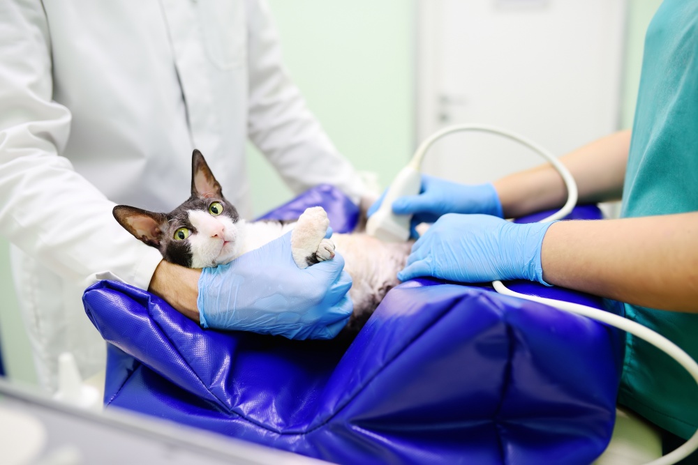 cat at the vet getting ultrasound