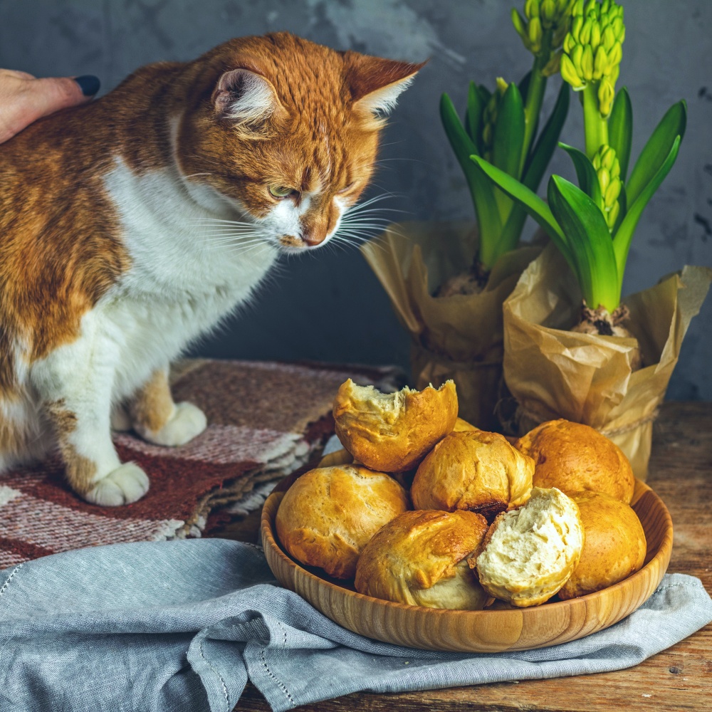 cat with bread