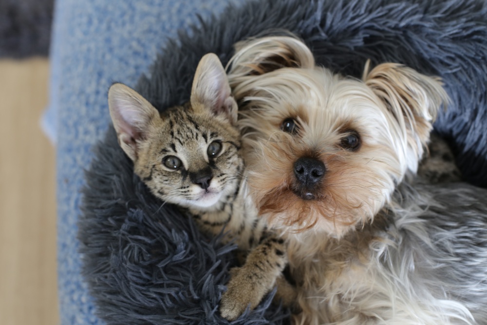 dog and cat cuddling