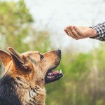 german shepherd dog training