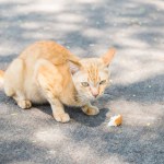 outdoor cat with bread