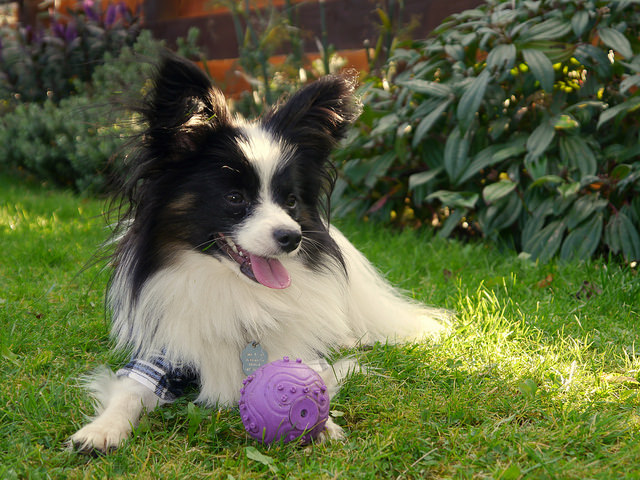 papillon dog