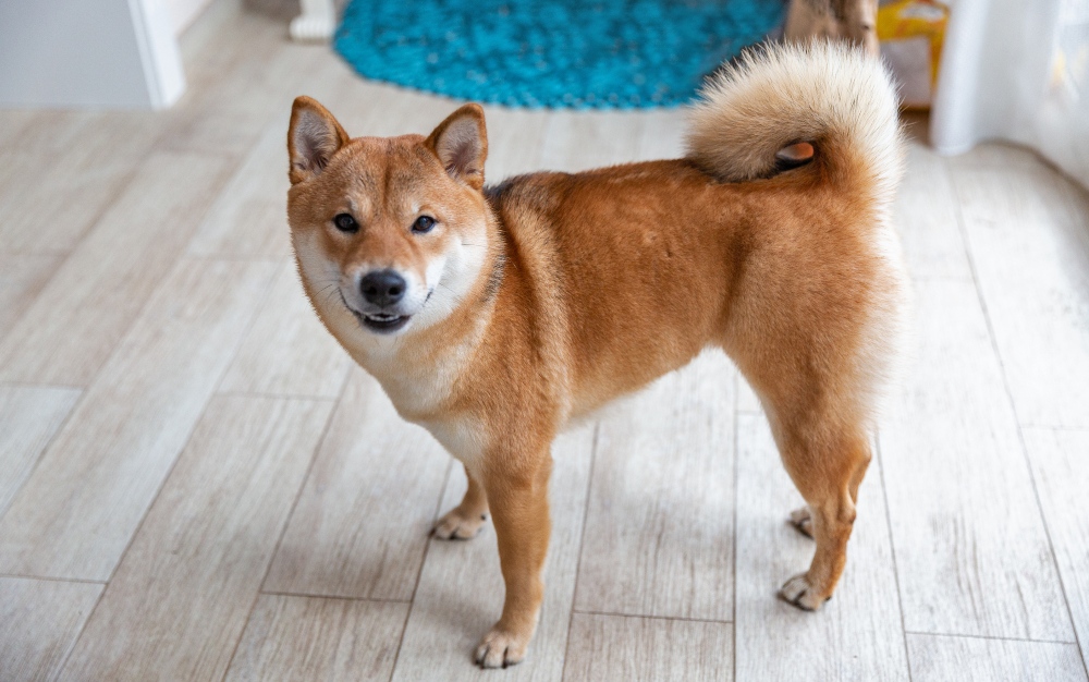 tan shiba inu dog inside