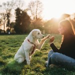 Golden retriever dog and girl training