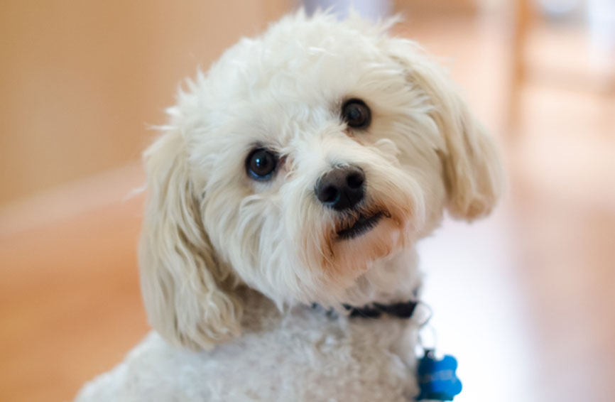 Maltipoo Pup