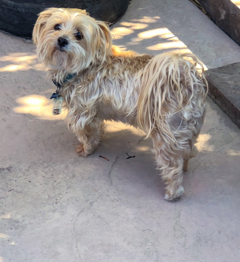 tan morkie dog