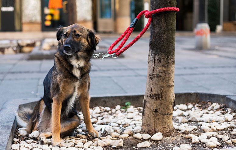 dog tied up