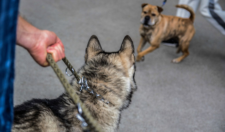 Dogs looking tense