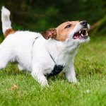 jack russell barking