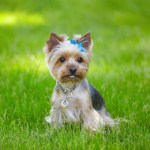 teacup yorkie