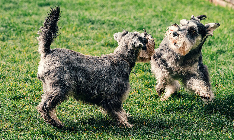 dogs playing