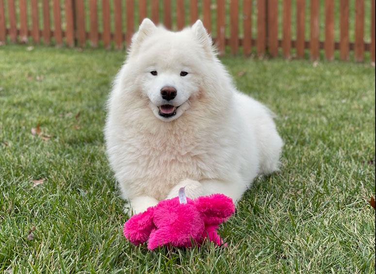 Samoyed dog