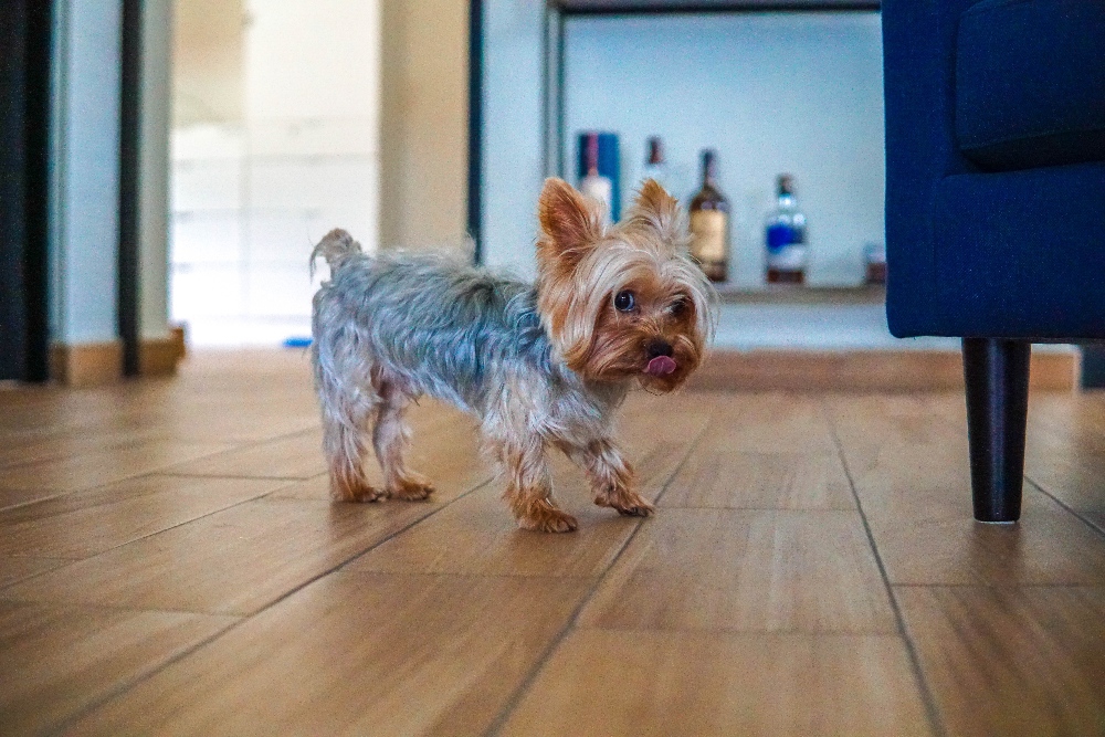 yorkie dog inside by couch