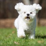 Bichon frise