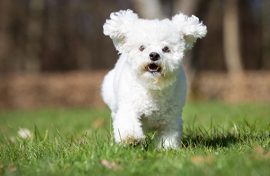 Bichon frise