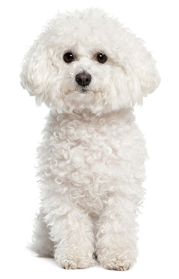 Bichon frise