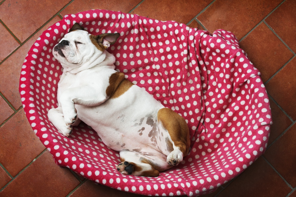 bulldog sleeping on bed