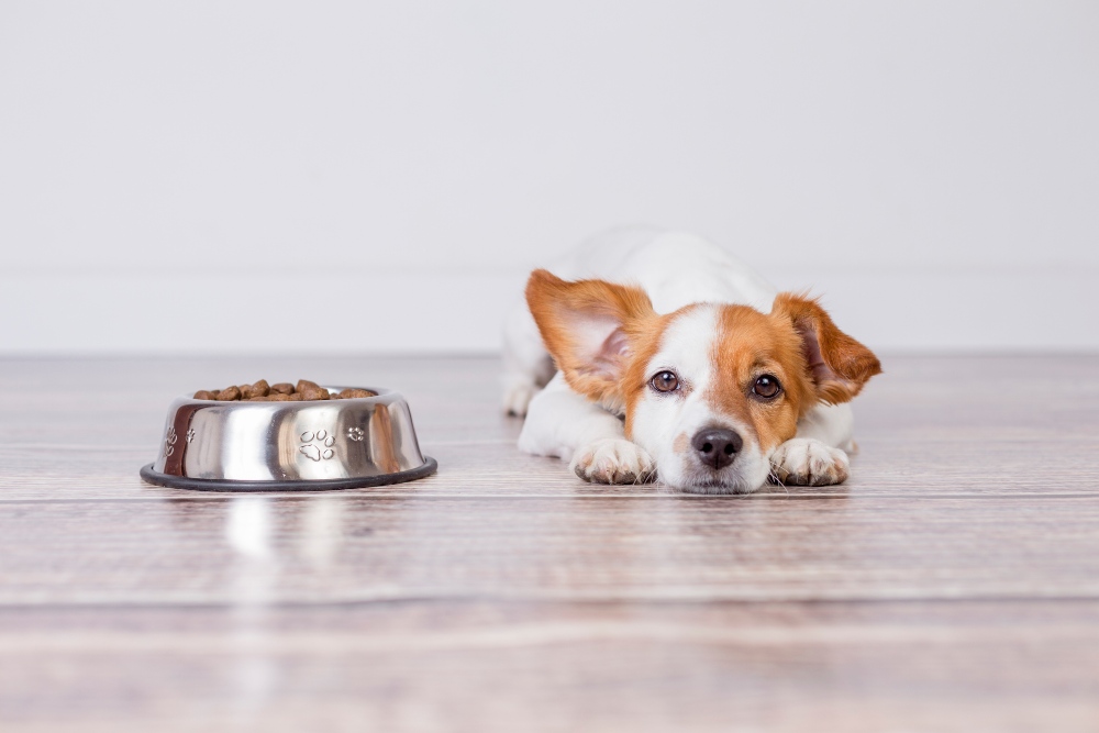 dog next to food bowl