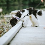 dog on a walk sniffing