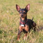 miniature pinscher dog lying in grass