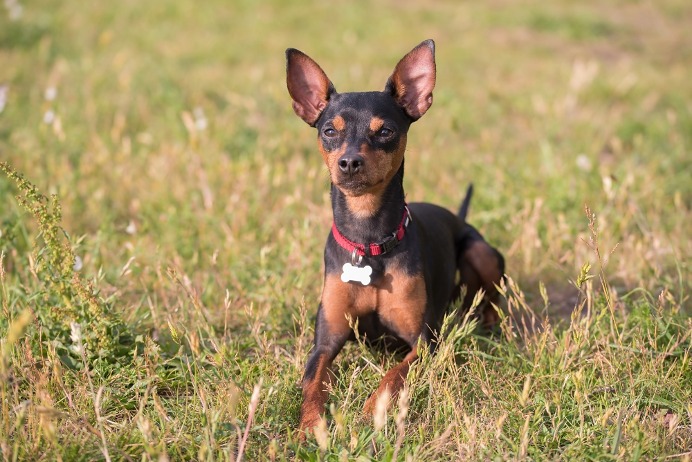 miniature pinscher dog lying in grass