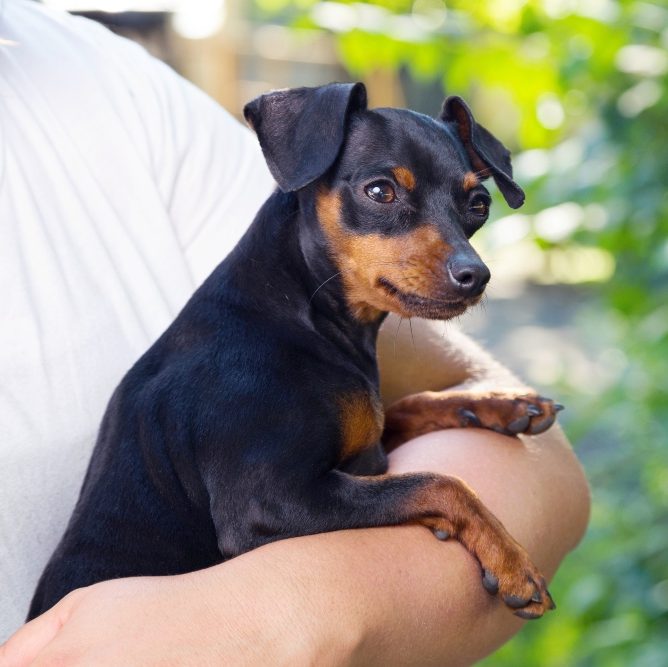 Miniature pinscher 