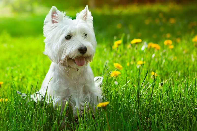 West Highland white terrier