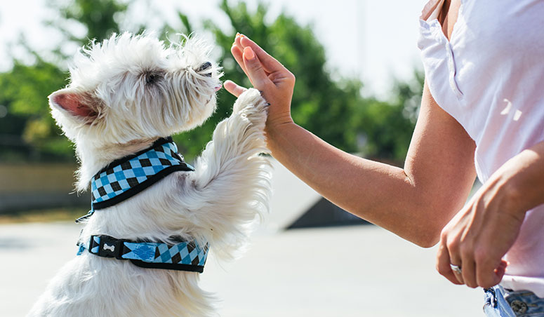 West Highland white terrier