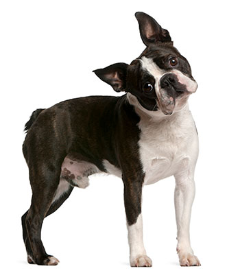 boston terrier