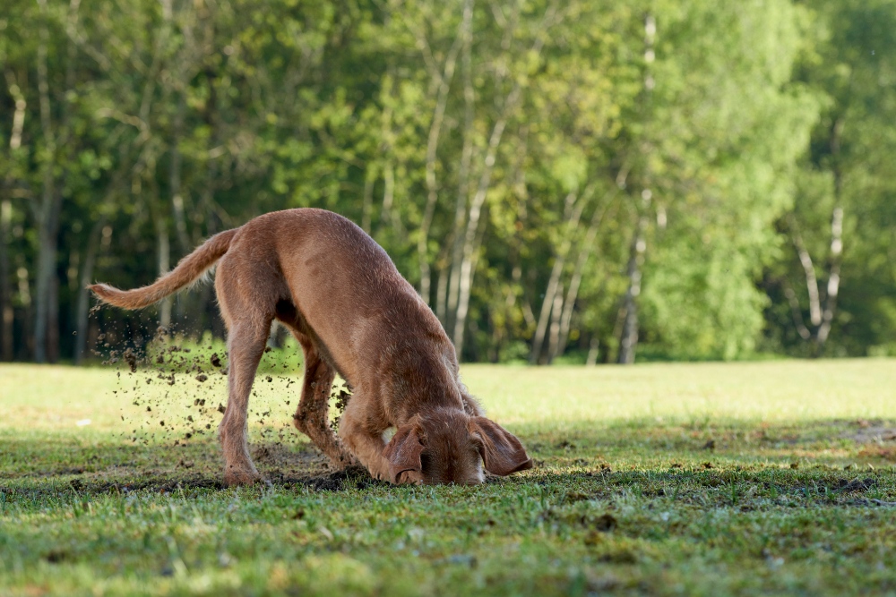 brown dog digging outside