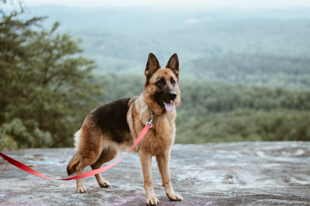 german shepherd dog standing outside