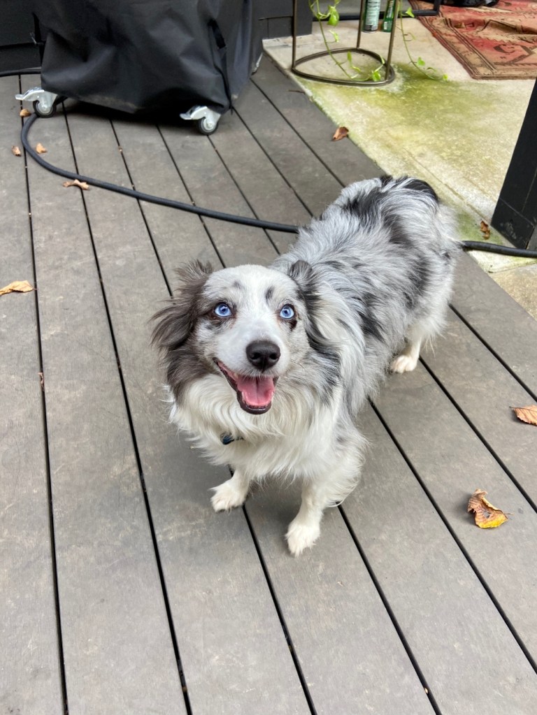 gray merle mini aussie on deck