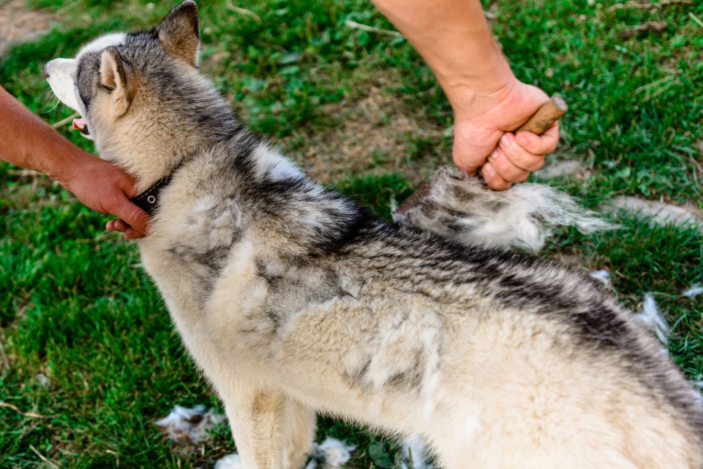 husky dog shedding being brushed