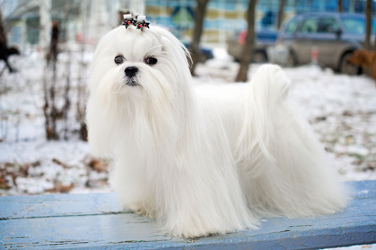 Maltese dog