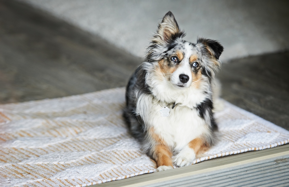 mini australian shepherd dog