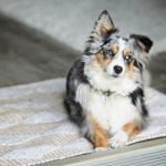 mini australian shepherd dog