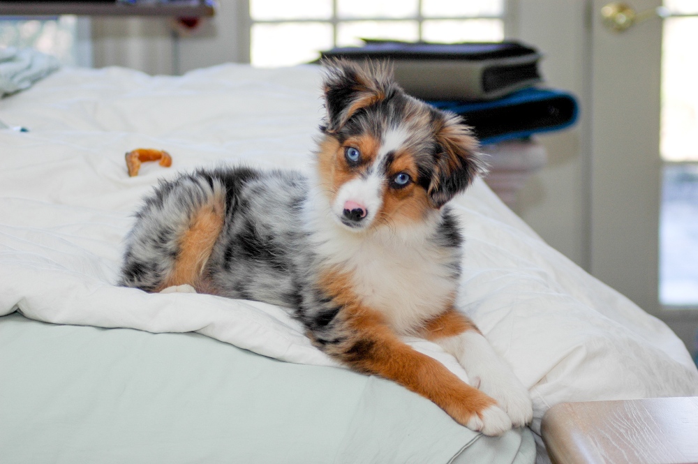 mini australian shepherd puppy