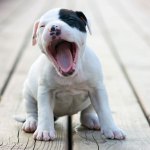 a dog yawning