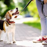 Young woman walking with Beagle dog in the summer park