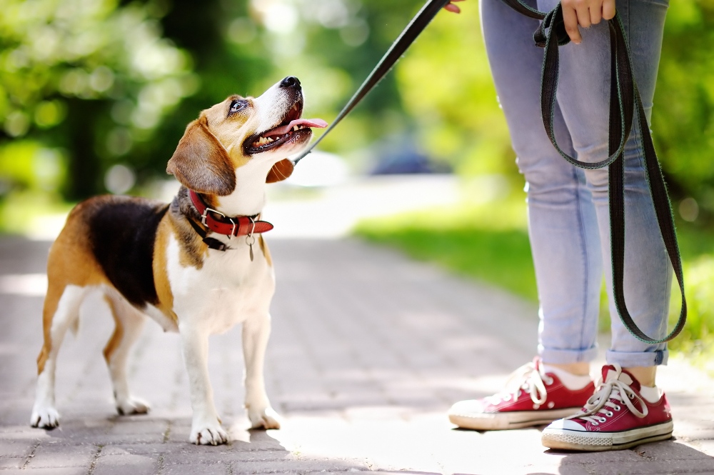 Young woman walking with Beagle dog in the summer park