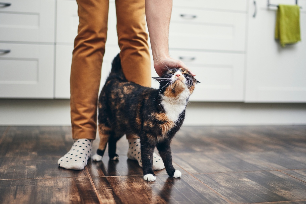 black cat at persons legs