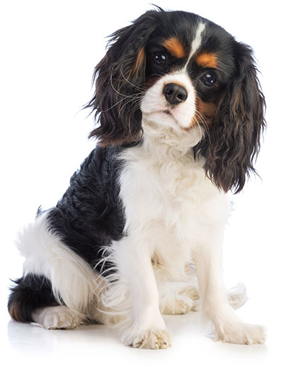 cavalier King Charles spaniel