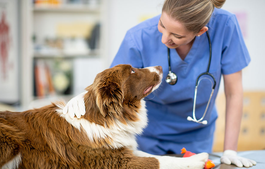 Veterinarian with dog