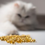 white fluffy cat with fish oil pills