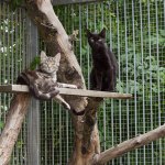 Cats in an enclosure on a tree