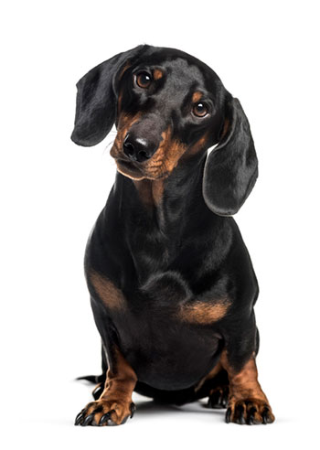 Dachshund