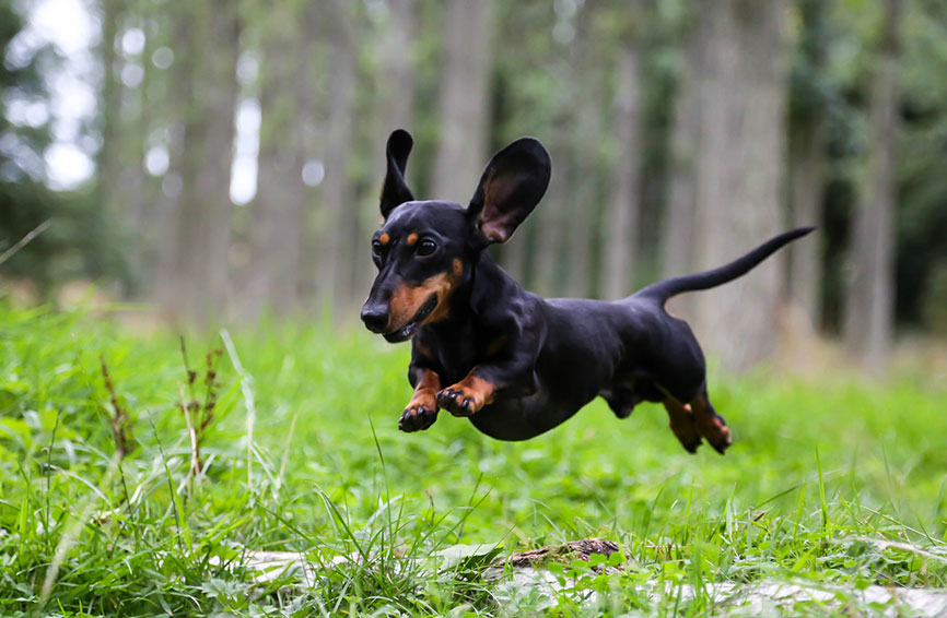 Dachshund running